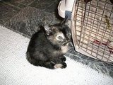 Lyla